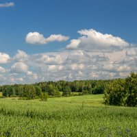 Зреет в поле урожай :: Игорь Сикорский