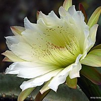 Цветок кактуса. :: Валерьян Запорожченко