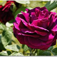 Роза на холсте. :: Лариса С.