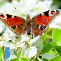 весенние бабочки 9 :: Александр Прокудин