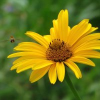 Пчела-сластёна летит в гости :: Татьяна Смоляниченко