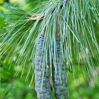 Pinus strobus Сосна Веймутова :: wea *