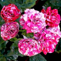 "Мраморные" розы :: MILAV V