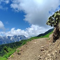 Рододендрон кавказкий на горных тропах :: Александр Ульныров