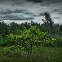 Ветер тучи нагоняет, может будет дождь! :: Владимир Шошин