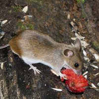 Мышонок малой лесной мыши :: Лина 