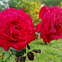 Розы в моем саду. :: Ольга Довженко