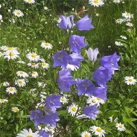 Колокольчик цветок полевой очень милый и с доброй душой! :: Нина Андронова