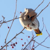 Свиристель. :: Виктор Иванович Чернюк