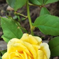 Жёлтая роза :: Гуля Куценко