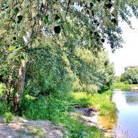 Серебристые тополя на реке Ворона близ Борисоглебска. :: Восковых Анна Васильевна 