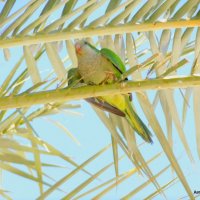 Зелёный попугай на пальме. :: Валерьян Запорожченко