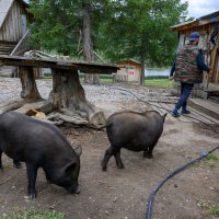 У Михалыча :: Валерий Михмель 