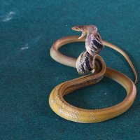 Змея :: Лютый Дровосек