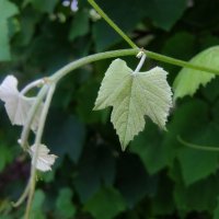 Юный и нежный листок винограда. :: Люба 