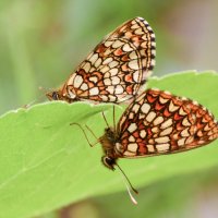 Две  бабочки :: Геннадий Супрун