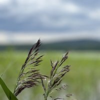 Карелия :: Наталья Дейнес