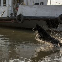 Ура! Водные процедуры! :: Татьяна Титова