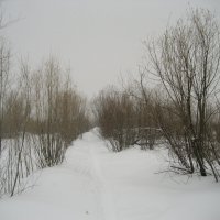 Снегопад :: Anna Ivanova