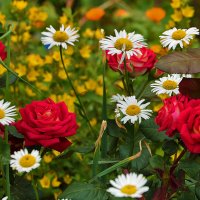 Ромашки и розы - летняя картинка :: Светлана 