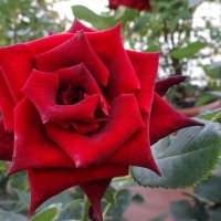 Выставка роз в Аптекарском огороде :: Лидия Бусурина