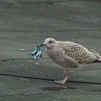 птенец серебристой чайки нашел детскую игрушку :: gawrilа - dan