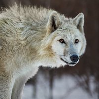 Белый волк :: SanSan 