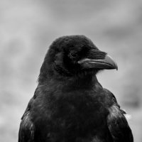 Черный ворон. :: Владимир Лазарев