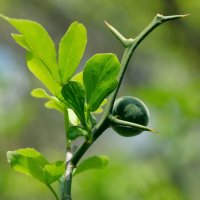 Poncirus trifoliata Лимон трёхлисточковый(дикий лимон) :: wea *