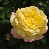 Розы ботанического сада МГУ :: Светлана 