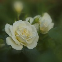 Белая роза :: Владимир Кроливец