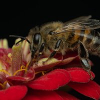 Медоносная пчела (лат. Apis mellifera) :: Денис Ветренко