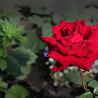 Роза в саду :: Влад Платов
