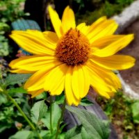 Солнечный цветок . :: Мила Бовкун