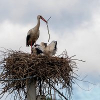 Воспитание :: Владимир Савельев