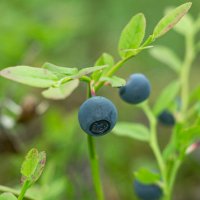 Blueberry | 30 :: Sergey Sonvar