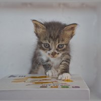 Из жизни кошек :: ujgcvbif 