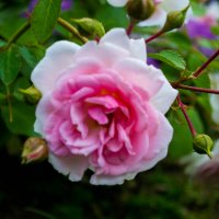 Чайная роза в Летнем саду :: Лариса Натальская