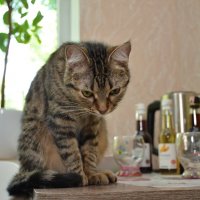 Из жизни городских котов - 5 :: александр донченко