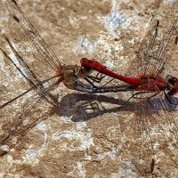 Какая странная поза...! :: Николай Рубцов