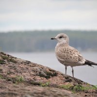 Чайка в парке Монрепо :: Магомед .