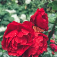 Июльские розы :: Nata Potapova