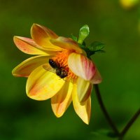 Пчела и цветок :: Наталья Лакомова