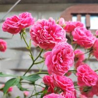 Плетистые розы :: Гуля Куценко