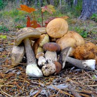 Лесной натюрморт с грибами. :: Лия ☼