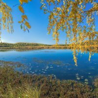 Желтая осень :: Vladimbormotov 