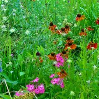..  луговые травы и цветы на клумбах ВДНХ возле Мичуринского сада... :: galalog galalog