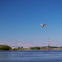 Июнь...Чайка в полете! :: Владимир 