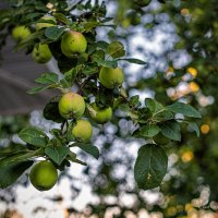 "Яблочки у дома. Яблони в нынешнем году отдыхают"© :: Владимир Макаров
