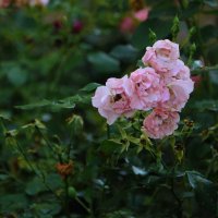 Розы прививают любовь к природе, а шипы — уважение... :: Tatiana Markova